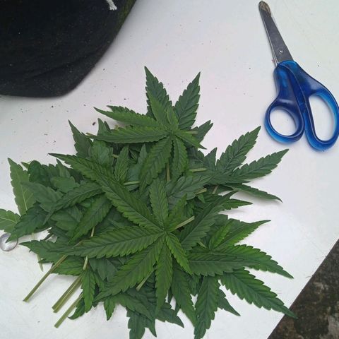 AK 47 growlog photo: Desfoliacao e rega com fertilizante