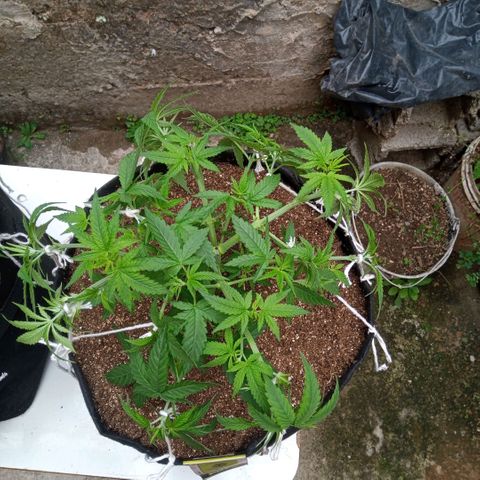 AK 47 growlog photo: Ajustes nas amarras