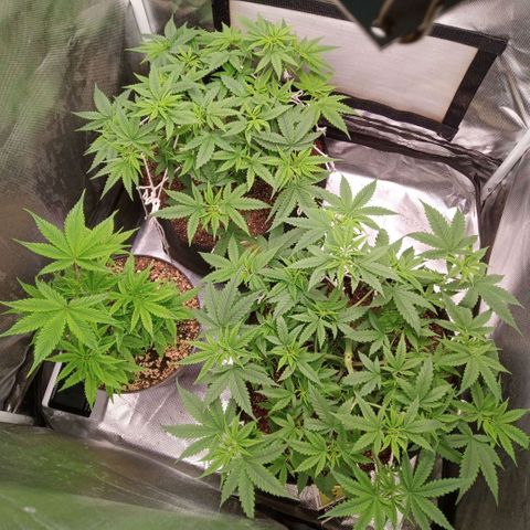AK 47 growlog timeline photo