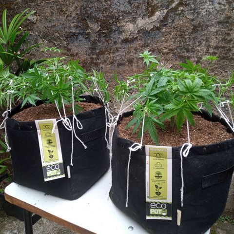 AK 47 growlog photo: Ajustes nas amarras