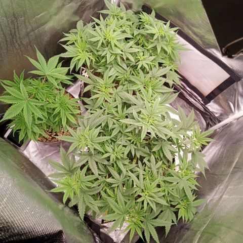 AK 47 growlog timeline photo