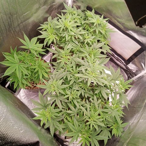 AK 47 growlog timeline photo
