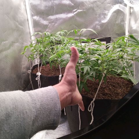 AK 47 growlog photo: Desfoliacao e fertilização