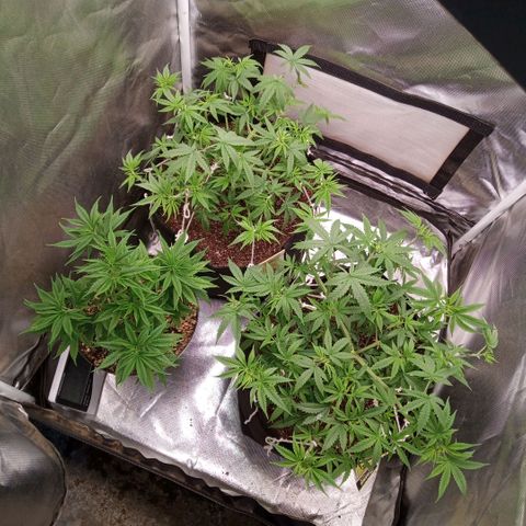 AK 47 growlog photo: Desfoliacao e fertilização