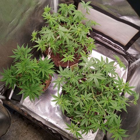 AK 47 growlog photo: Desfoliacao e fertilização