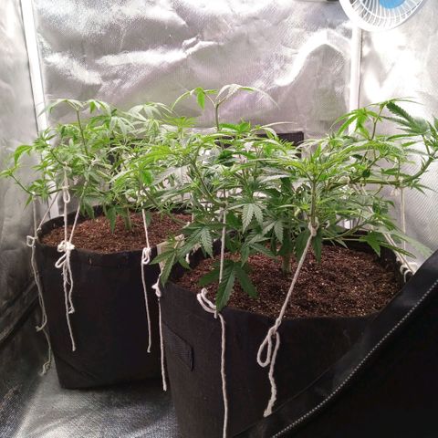 AK 47 growlog photo: Desfoliacao e fertilização