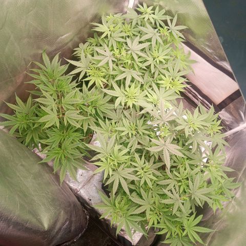 AK 47 growlog timeline photo