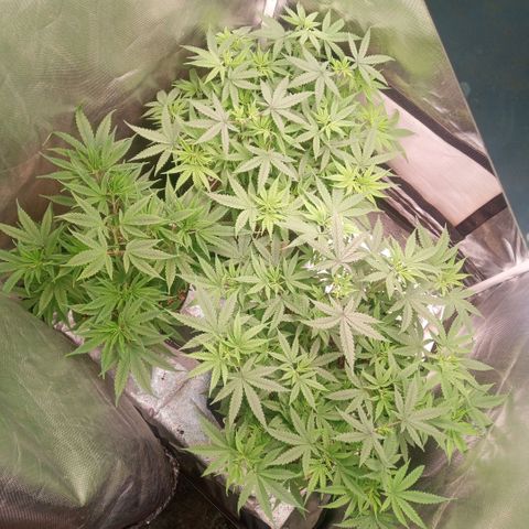 AK 47 growlog timeline photo