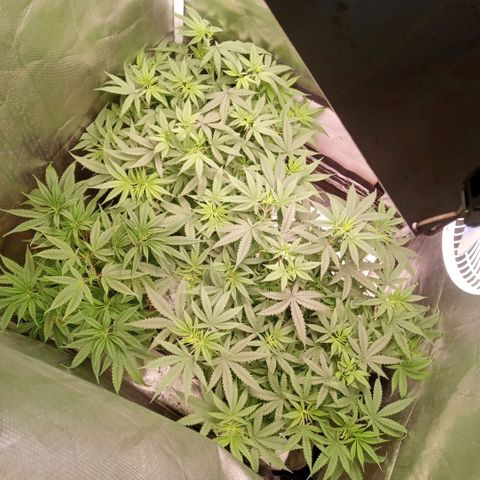 AK 47 growlog timeline photo