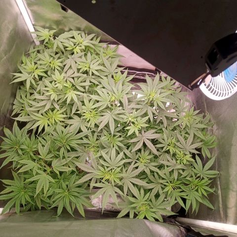 AK 47 growlog timeline photo