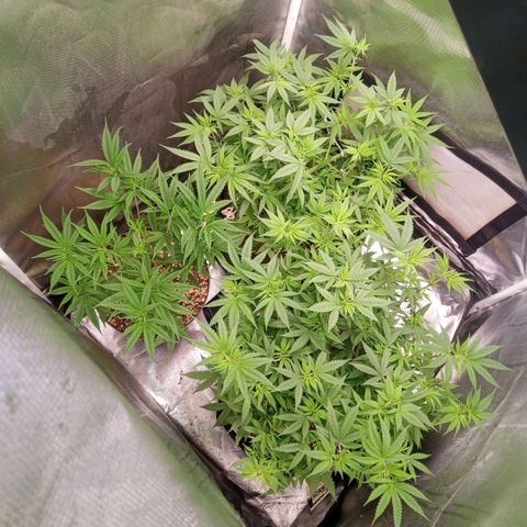 AK 47 growlog timeline photo