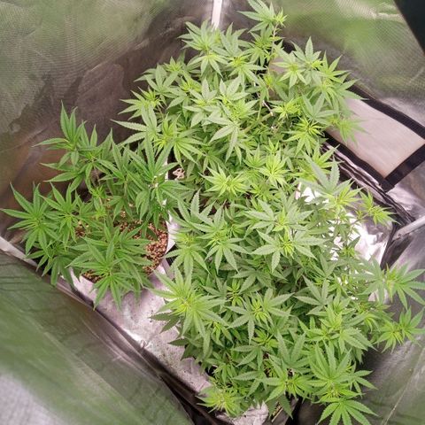 AK 47 growlog timeline photo