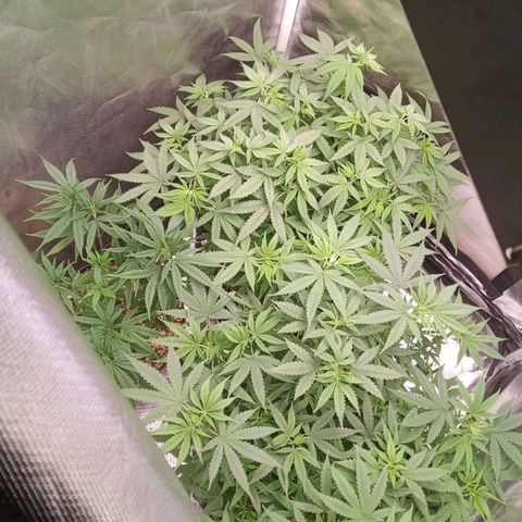 AK 47 growlog timeline photo