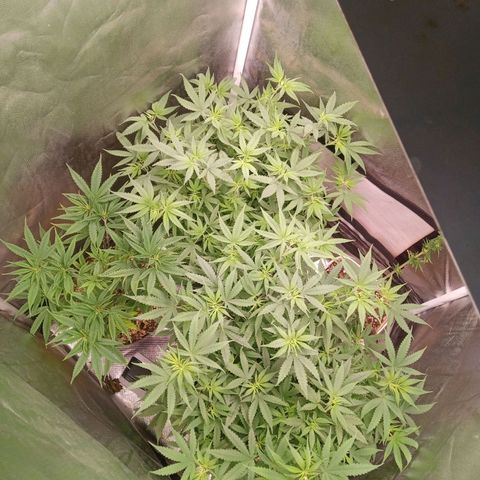 AK 47 growlog timeline photo