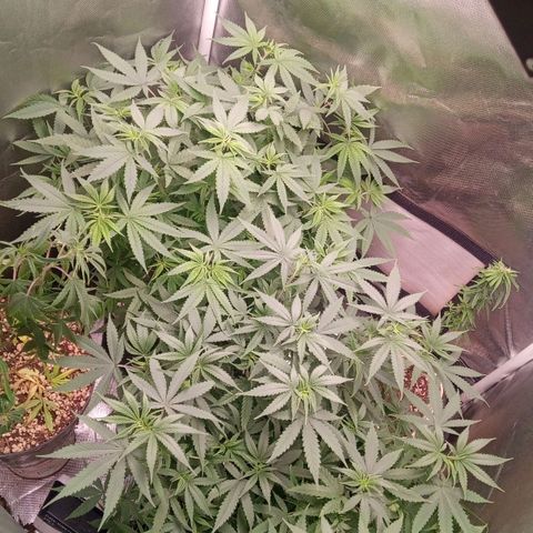 AK 47 growlog timeline photo