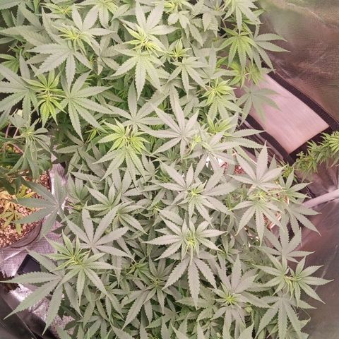 AK 47 growlog timeline photo