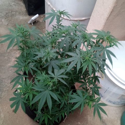 AK 47 growlog timeline photo