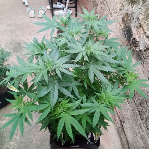 AK 47 growlog timeline photo