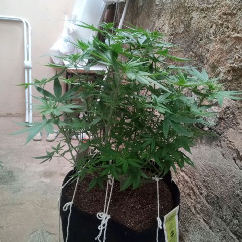 AK 47 growlog timeline photo