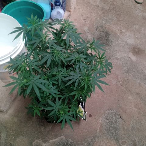 AK 47 growlog timeline photo