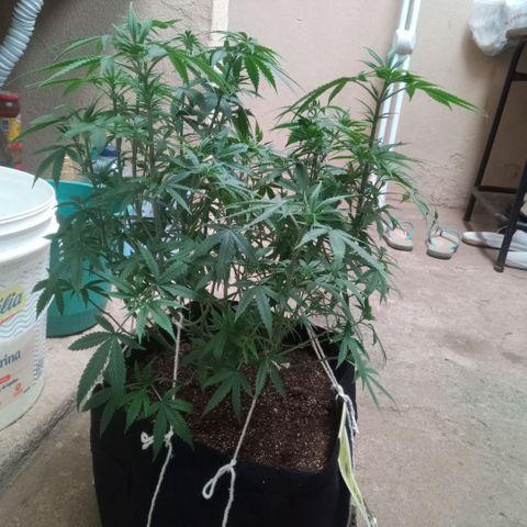 AK 47 growlog timeline photo