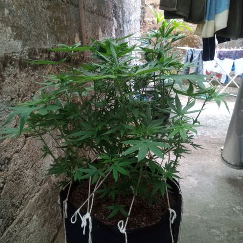 AK 47 growlog timeline photo