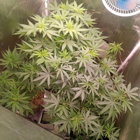 AK 47 growlog timeline photo