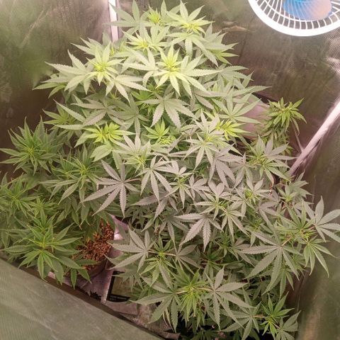 AK 47 growlog timeline photo