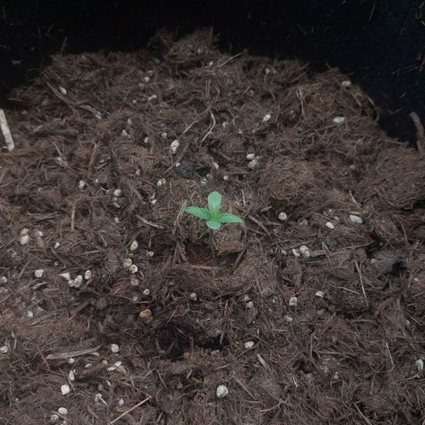 Cosmos F1 growlog timeline photo