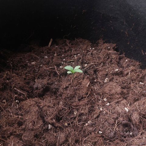 Cosmos F1 growlog timeline photo