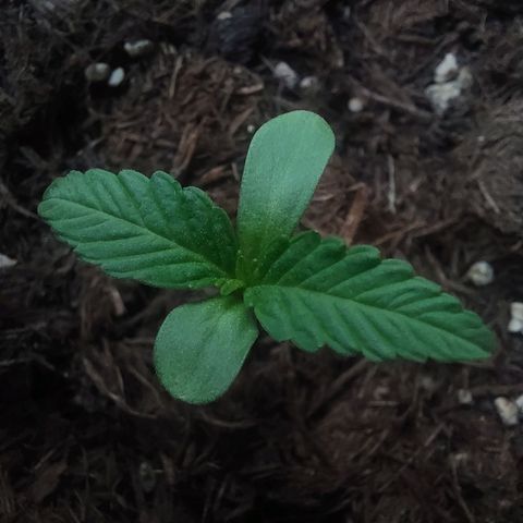 Cosmos F1 growlog timeline photo