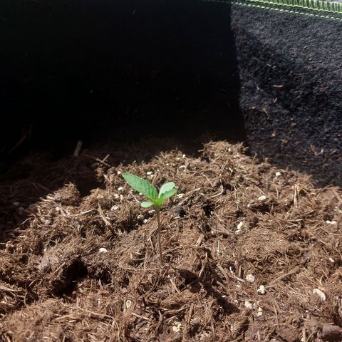 Cosmos F1 growlog timeline photo