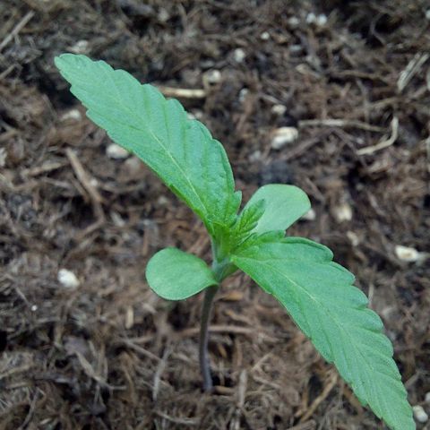 Cosmos F1 growlog timeline photo