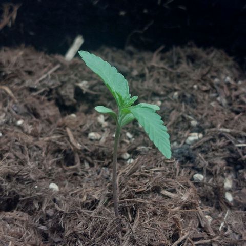 Cosmos F1 growlog timeline photo