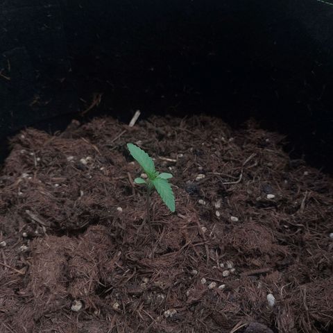 Cosmos F1 growlog timeline photo