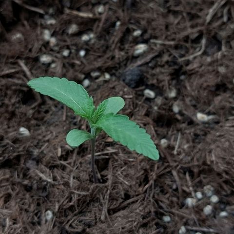 Cosmos F1 growlog timeline photo