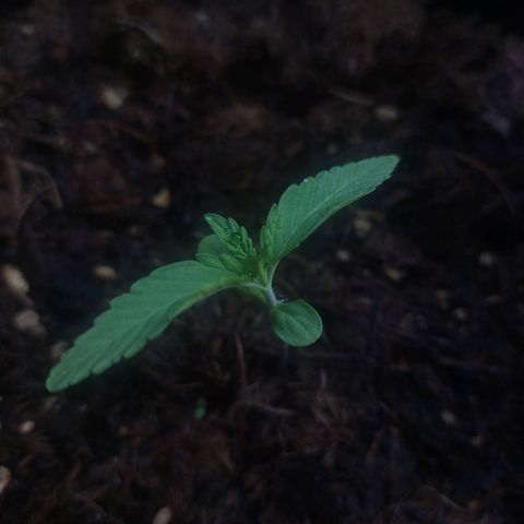 Cosmos F1 growlog timeline photo