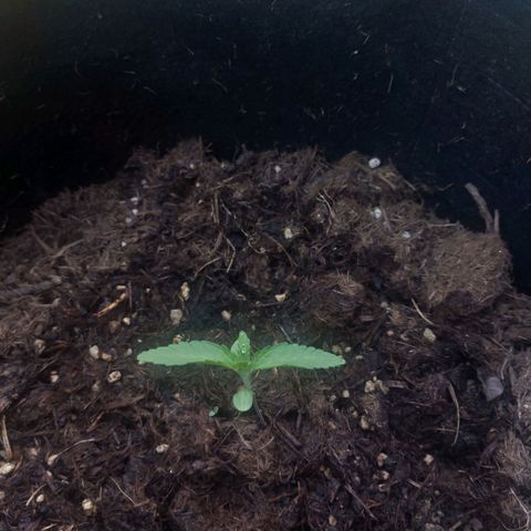 Cosmos F1 growlog timeline photo