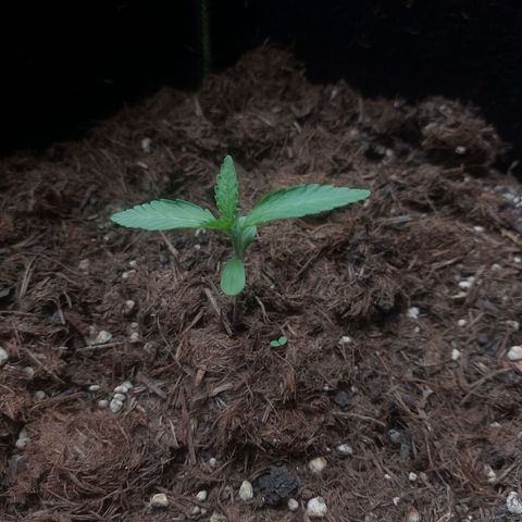Cosmos F1 growlog timeline photo