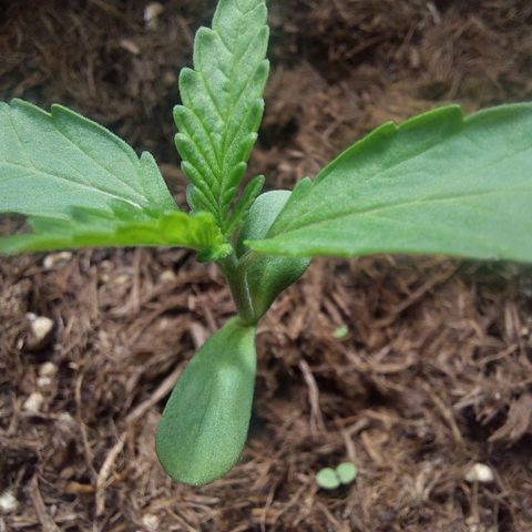 Cosmos F1 growlog timeline photo