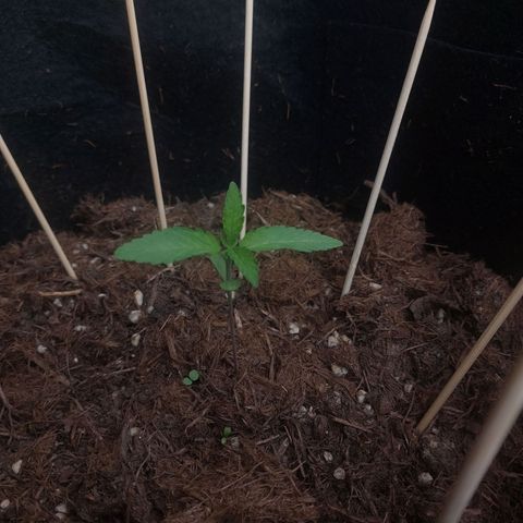 Cosmos F1 growlog timeline photo