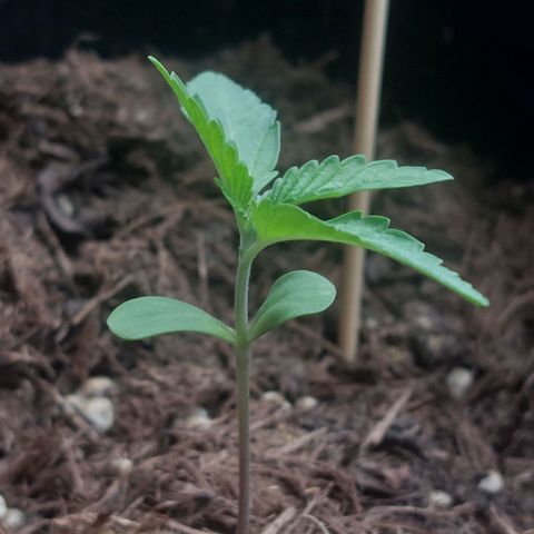 Cosmos F1 growlog timeline photo