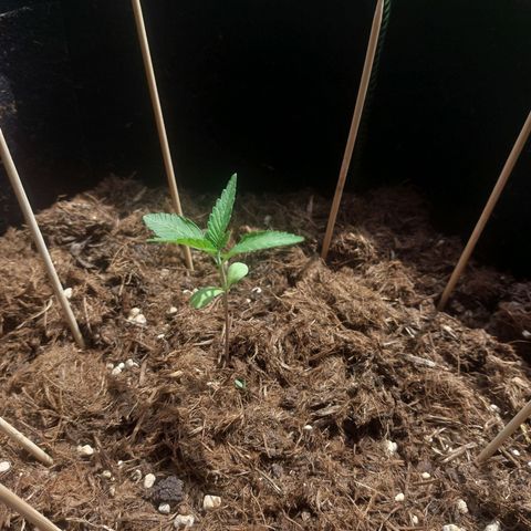 Cosmos F1 growlog timeline photo