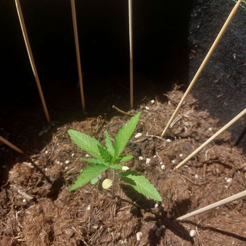 Cosmos F1 growlog timeline photo