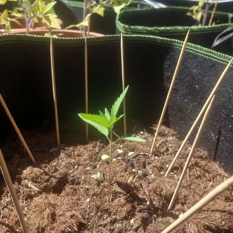 Cosmos F1 growlog timeline photo