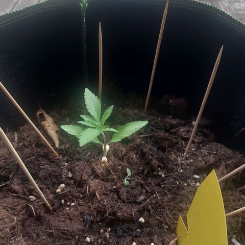 Cosmos F1 growlog timeline photo