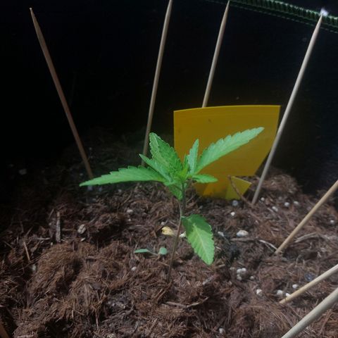 Cosmos F1 growlog timeline photo