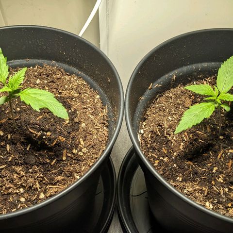 Royal Dwarf growlog timeline photo