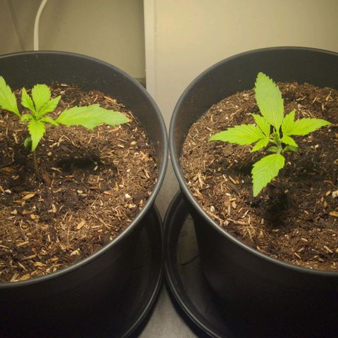 Royal Dwarf growlog timeline photo