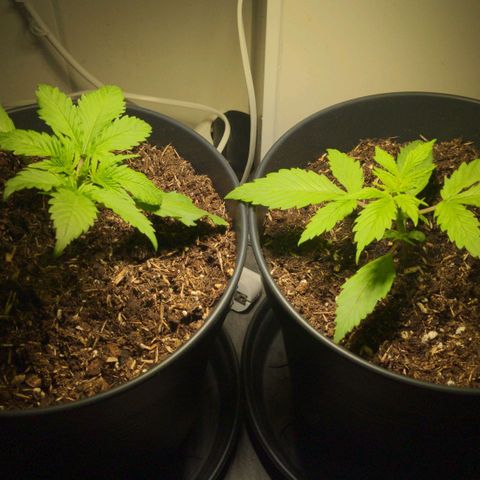 Royal Dwarf growlog timeline photo